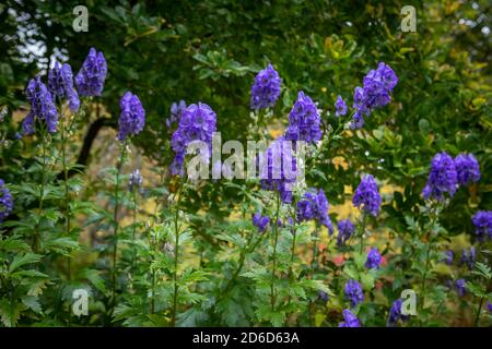 Aconitum carmichaelii (Arendsii-Gruppe) 'Arendsii' / Mönchshaube 'Arendsii' in Blüte Stockfoto