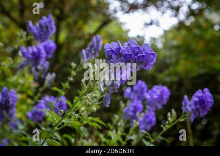 Aconitum carmichaelii (Arendsii-Gruppe) 'Arendsii' / Mönchshaube 'Arendsii' in Blüte Stockfoto