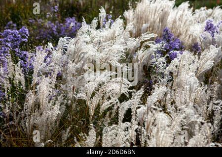 Miscanthus sinensis 'kleine Fontäne' mit Symphyotrichum / Astern Stockfoto