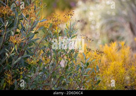 Bupleurum fruticosum / Straubchenohr - mit Amsonia hubrichtii im Hintergrund, Herbstfarben Stockfoto