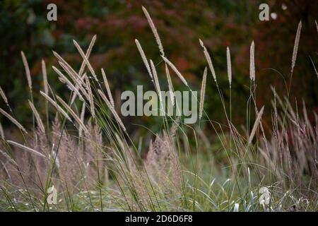 Pennisetum macrourum / African Feather Grass - blühende Gräser gehalten Hoch über dem Laub Stockfoto