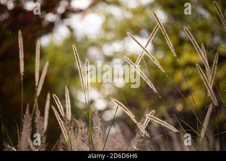 Pennisetum macrourum / African Feather Grass - blühende Gräser gehalten Hoch über dem Laub Stockfoto