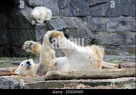 29.03.2019, Berlin, Deutschland - Eisbär Tonja schlingt vor ihrer Tochter Hertha auf der Außenseite des Geheges. 00S190329D340CAROEX.JPG [M Stockfoto