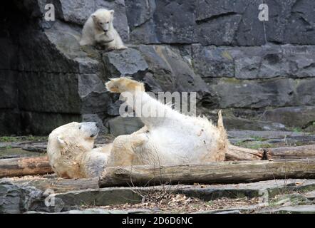 29.03.2019, Berlin, , Deutschland - Eisbär Tonja schlingt auf dem Außengelände vor ihrer Tochter Hertha. 00S190329D339CAROEX.JPG [MODELLVERSION Stockfoto