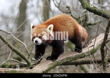 29.03.2019, Berlin, Deutschland - Kleiner Panda. 00S190329D346CAROEX.JPG [MODEL RELEASE: NOT APPLICABLE, PROPERTY RELEASE: NO (c) caro images / Sorge, ht Stockfoto