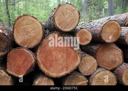 24.04.2020, Angermünde, Brandenburg, Deutschland - Baumstämme sind gestapelt und abholbereit. 00S200424D060CAROEX.JPG [MODELLVERSION: NICHT APPLICABL Stockfoto