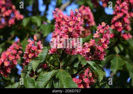 16.05.2020, Berlin, , Deutschland - Blühen einer rot blühenden Rosskastanie. 00S200516D370CAROEX.JPG [MODELLVERSION: NICHT ZUTREFFEND, EIGENTUMSFREIGABE: Stockfoto