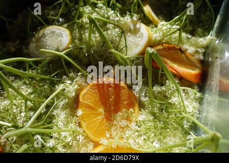 01.06.2020, Berlin, Deutschland - Orangen- und Zitronenscheiben auf Dolden mit Holunderblüten. 00S200601D482CAROEX.JPG [MODELLVERSION: NICHT ZUTREFFEND, PROP Stockfoto