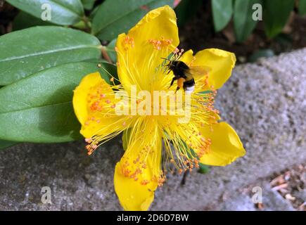 12.06.2020, Berlin, , Deutschland - Dunkle Bodenhummel sammelt Pollen aus einer Blüte der großblütigen Johanniskraut-Pflanze. 00S200612D523CAROEX.JPG [M Stockfoto