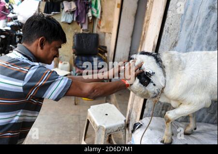 13.12.2011, Mumbai, Maharashtra, Indien - Machtkampf zwischen einem Mann und einer ziege im Dharavi-Slum, dem größten Slum der indischen Metropole. Stockfoto