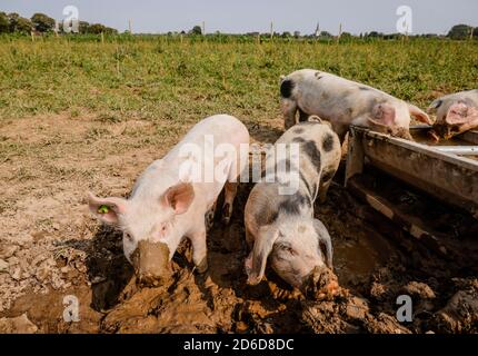 11.09.2020, Kamp-Lintfort, Nordrhein-Westfalen, Deutschland - Öko-Ölbau NRW, Bio-Schweine im Schlamm schwelen, Weideschweine, Freilandschweine leben auf der Biola Stockfoto