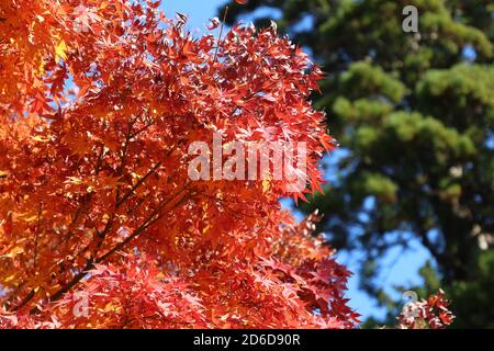 Japan Herbstlaub - rote Ahornblätter in einem Park in Kamakura, Japan. Stockfoto