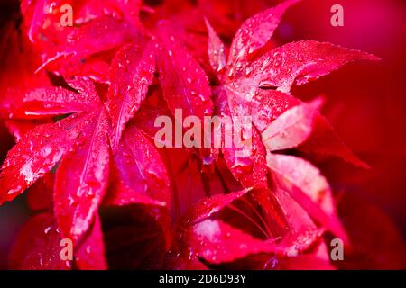 Nahaufnahme des Regenwassers und der Tau-Wassertröpfchen auf den scharlachroten Herbstblättern eines japanischen Ahornbaums (Acer palmatum), Surrey, England Stockfoto