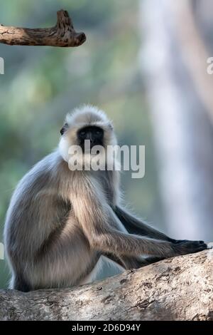 Graue Langur (Semnopithecus) nehmen fast menschenähnliche Posen im bewaldeten an Lebensräume Indiens Stockfoto