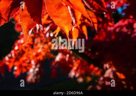 Nahaufnahme eines Wassertropfens, der die Sonne bricht, die am Ende eines japanischen Ahornblattes (Acer palmatum) in seinen roten Herbstfarben, Surrey, hängt Stockfoto