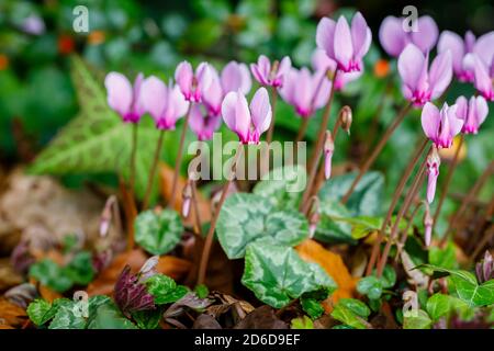 Ein Cluster von zartrosa bis lila winterhart ausdauernden Herbst blühenden Efeu-Blattcyclamen, Cyclamen hererifolium, in Blüte zwischen Efeu Blätter Stockfoto