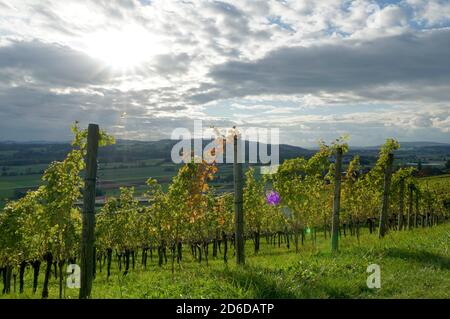 Herbstweingarten am Sonnhang im Ort Weinfelden in der Schweiz in Reihen angeordnet. Sonne dringt durch Wolken und reflektiert in gelben Blättern. Stockfoto