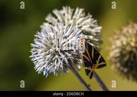 Der Jerseytiger, ein braun und gelb gestreifter, dreieckiger Schmetterling, der auf einer hellblauen Blume der Globendistel sitzt, die sich auf Nektar ernährt. Grüner Hintergrund Stockfoto