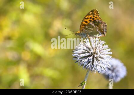 Leuchtend orange und schwarz gefleckt Schmetterling, der silbergewaschene Fritillary, sitzt auf violette Globendistel Blume wächst in einer Wiese an einem Sommertag. Stockfoto