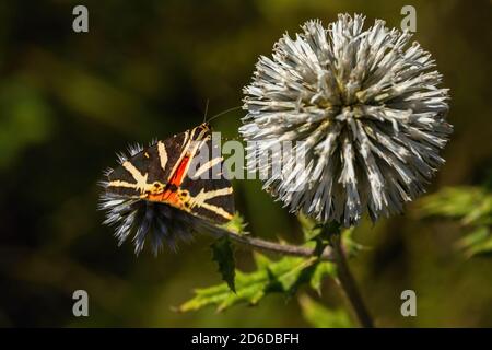 Der Jerseytiger, ein braun und gelb gestreifter, dreieckiger Schmetterling, der auf einer hellblauen Blume der Globendistel sitzt, die sich auf Nektar ernährt. Grüner Hintergrund Stockfoto