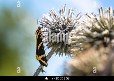 Der Jerseytiger, ein braun und gelb gestreifter, dreieckiger Schmetterling, der auf einer violetten Blume der Globendistel sitzt, die sich auf Nektar ernährt. Blauer Himmel. Stockfoto