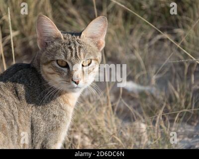 Afrikanische Wildkatze, die vorsichtig aus einem Verwüsten unter der Straße im Etosha National Park, Namibia, herauskommt Stockfoto