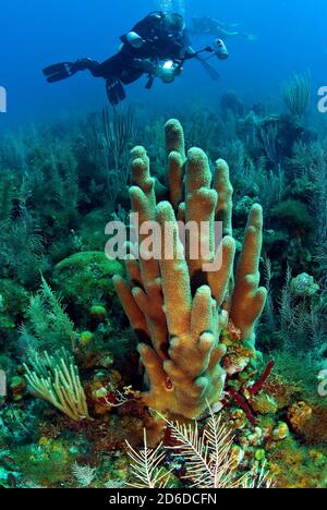 Taucher/Fotograf über einem großen Stand von Pfeilerkorallen (Dendrogyra cylindrus) Stockfoto