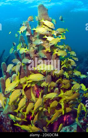 Schule der bluestriped Grunts (Haemulon sciurus) und Französisch Grunts (Haemulon flavolineatum) nahezu verdeckt einen großen Stand von Pfeilerkorallen Stockfoto