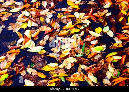 Laub auf dem Boden Stockfoto