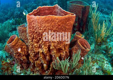 Großer Rotfaßschwamm mit mehreren kleineren auswachsenden Faßschwämmen Stockfoto