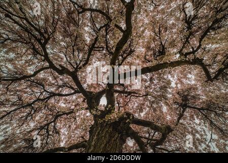 Üppige rosa Blütenstruktur oder Kirschblütenmuster unter einer Sakura-Baumkrone, Symbol der Erneuerung und Wiedergeburt nach japanischer Tradition Stockfoto