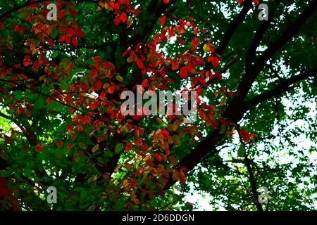 Farbenfroher Herbstbaum Stockfoto