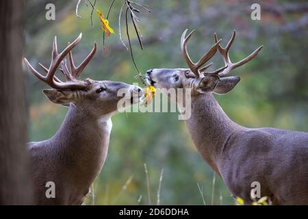 Zwei Buck-Weißschwanz-Hirsche schnüffeln sich gegenseitig. Stockfoto