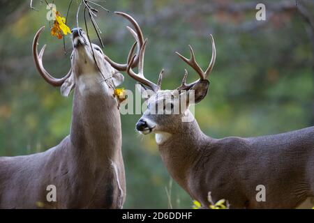 Nahaufnahme von zwei Weißschwanz-Hirschen zusammen. Stockfoto