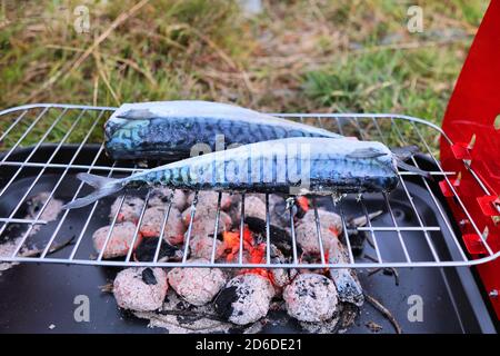 Norwegen Abendessen im Freien - frisch gefangener Makrelenfisch, der auf einem tragbaren Grill zubereitet wird. Stockfoto