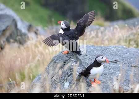 Papageientaucher in Norwegen Regenwetter. Vogelbeobachtung auf der Insel Runde. Atlantischer Papageientaucher (Fraterkula arctica) Seevögelart. Stockfoto