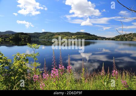 Kalandsvatnet See in Norwegen. Es ist der größte See in der Gemeinde Bergen. Feuerkraut Blumen und schönes Wetter. Stockfoto