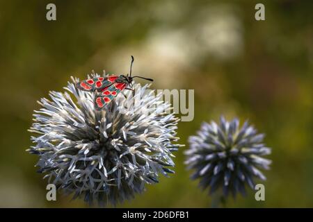 Der crepuscular burnett, ein Insekt mit schwarzen Flügeln und roten Flecken, sitzt auf blassblauen Kugeldistel wächst auf einer Wiese. Verschwommener grüner Hintergrund. Stockfoto