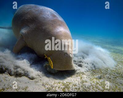 Tauchen am Roten Meer Stockfoto