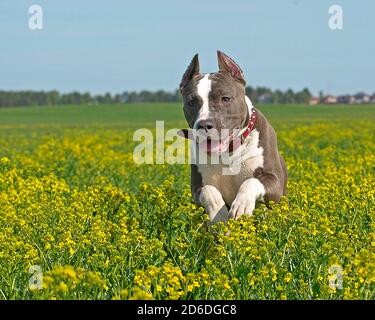 Der amerikanische staffordshire Terrier jagt auf den Wiesen Stockfoto