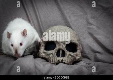 PET Ratte spielen in der Nähe von alten zerfallenen menschlichen Schädel als Pest Konzept Stockfoto