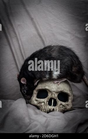 PET Ratte spielen in der Nähe von alten zerfallenen menschlichen Schädel als Pest Konzept Stockfoto