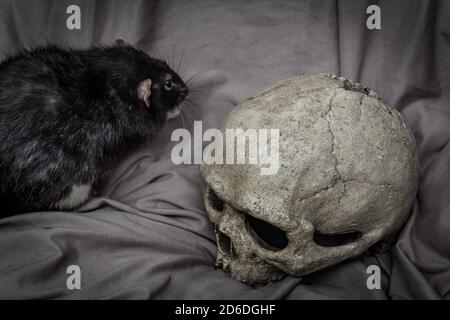 PET Ratte spielen in der Nähe von alten zerfallenen menschlichen Schädel als Pest Konzept Stockfoto