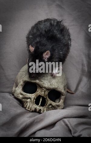 PET Ratte spielen in der Nähe von alten zerfallenen menschlichen Schädel als Pest Konzept Stockfoto