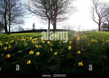 Narzissen blühen im Arboretum, Nottingham am zweiten Tag des Astronomischen Frühlings, der am Tag des Frühlings-Äquinoktiums begann. Stockfoto