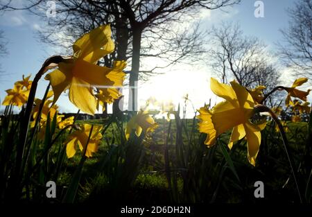 Narzissen blühen im Arboretum, Nottingham am zweiten Tag des Astronomischen Frühlings, der am Tag des Frühlings-Äquinoktiums begann. Stockfoto