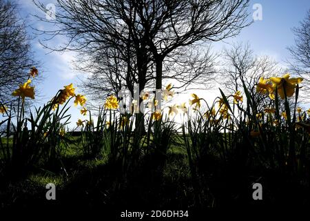 Narzissen blühen im Arboretum, Nottingham am zweiten Tag des Astronomischen Frühlings, der am Tag des Frühlings-Äquinoktiums begann. Stockfoto