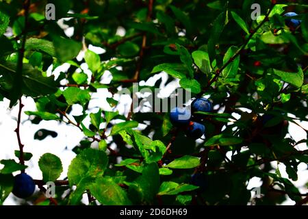 Blaue Beeren Stockfoto
