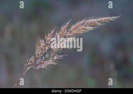 Indiangrass, Sorghastrum nutans Stockfoto