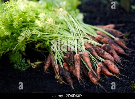 Frisch angebaute Karotten Stockfoto